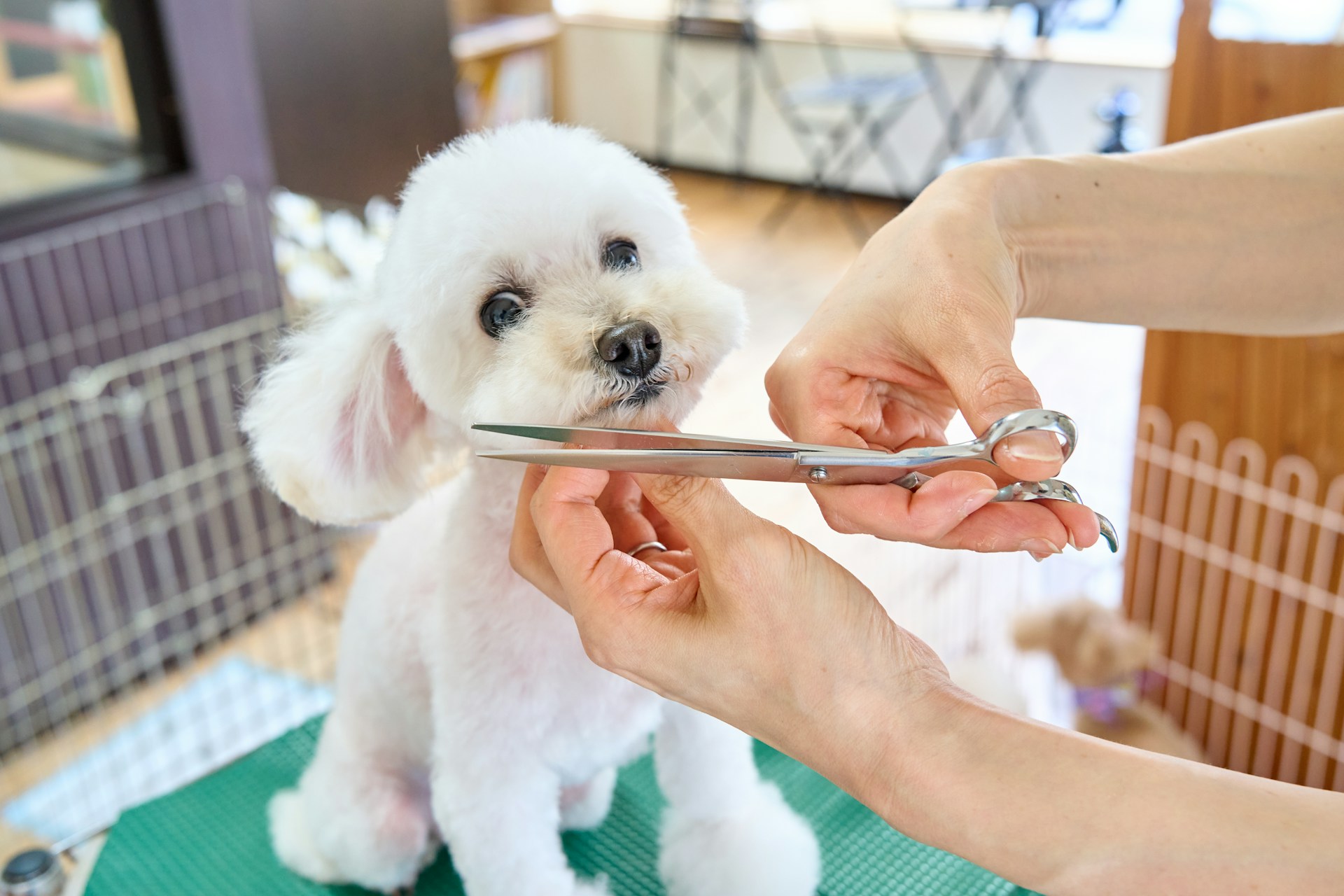 Toiletteuse prenant soin d'un chien en salon, protection sociale des salariés des services des animaux familiers (CCN 1978)